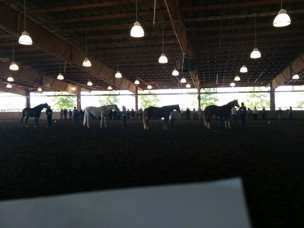 Horse Judging in Athens